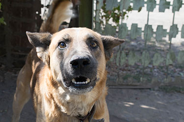 fresno dog bite attorney